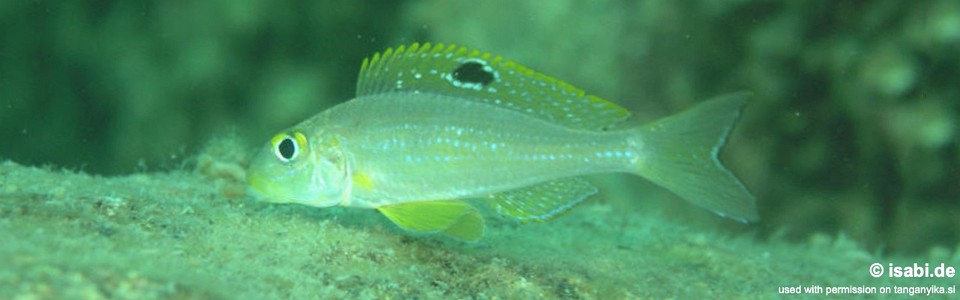 Xenotilapia sp. 'papilio sunflower' Cape Mpimbwe