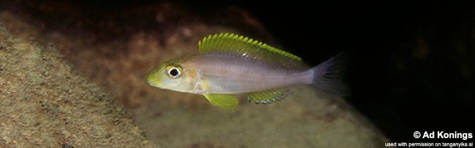 Xenotilapia sp. 'papilio sunflower' Chituta Bay