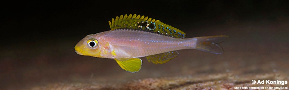 Xenotilapia sp. 'papilio sunflower' Kafungi