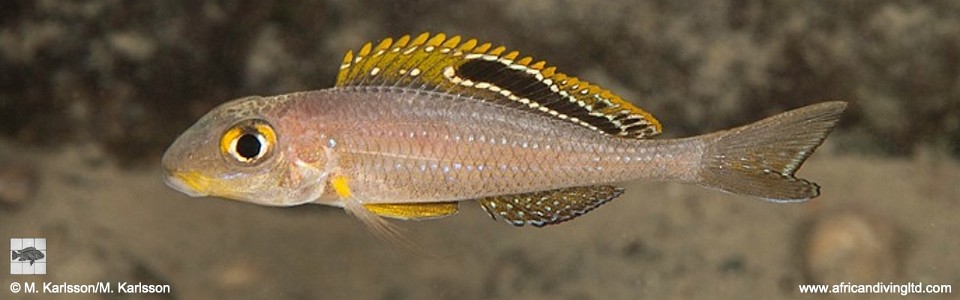 Xenotilapia sp. 'papilio sunflower' Kisi Island