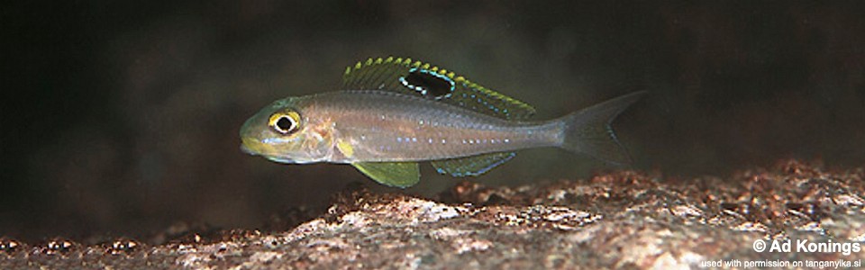 Xenotilapia sp. 'papilio sunflower' Msalaba