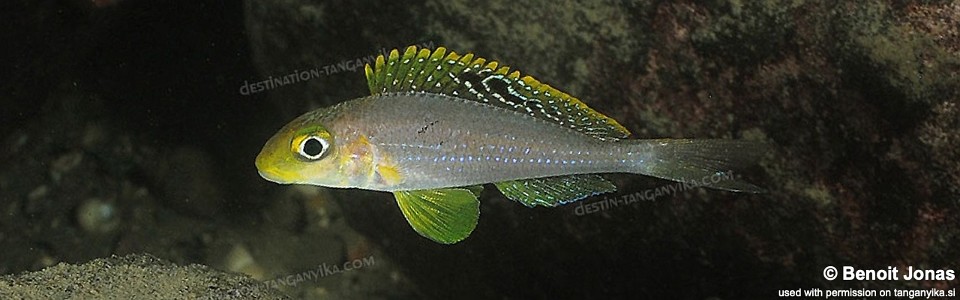 Xenotilapia sp. 'papilio sunflower' Muzi