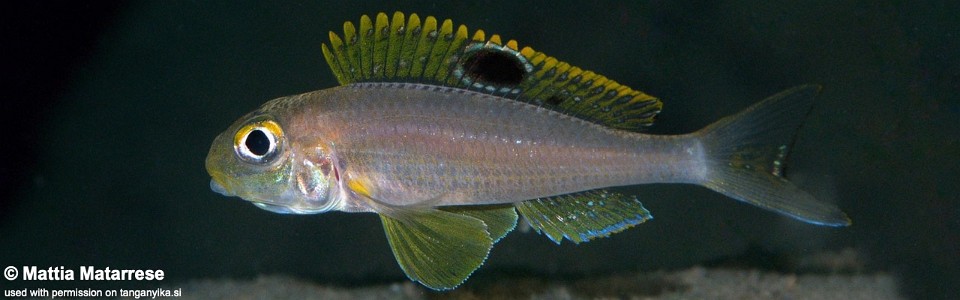 Xenotilapia sp. 'papilio sunflower' Mvuna Island