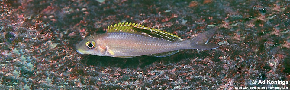 Xenotilapia sp. 'papilio sunflower' Ninde