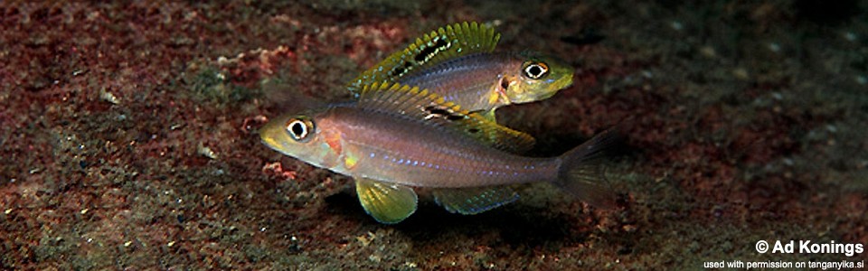 Xenotilapia sp. 'papilio sunflower' Samazi