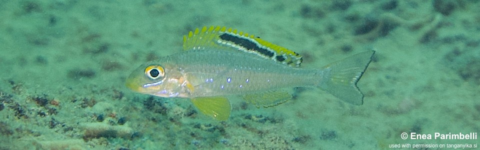 Xenotilapia sp. 'papilio sunflower' Taala (Lusembwa) Point