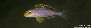 Xenotilapia sp. 'papilio sunflower' Isanga.jpg