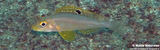 Xenotilapia sp. 'papilio sunflower' Nkondwe Island.jpg