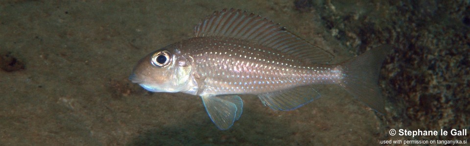 Xenotilapia sp. 'spilopterus north' Bulu Point