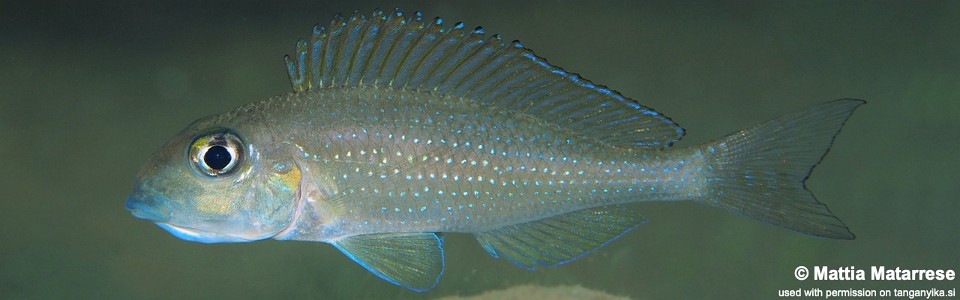 Xenotilapia sp. 'spilopterus north' Jakobsen's Beach