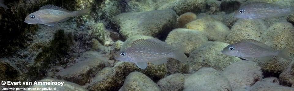 Xenotilapia sp. 'spilopterus north' Kigoma