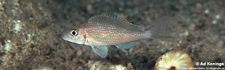 Xenotilapia sp. 'spilopterus north' Karilani Island.jpg