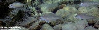 Xenotilapia sp. 'spilopterus north' Kigoma.jpg