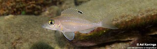 Xenotilapia spilopterus 'Kala Bay'.jpg