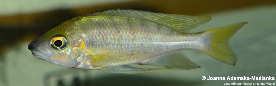 Ophthalmotilapia nasuta 'Baraka'