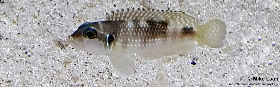 Lamprologus meleagris 'Bilila (Kavala) Island'