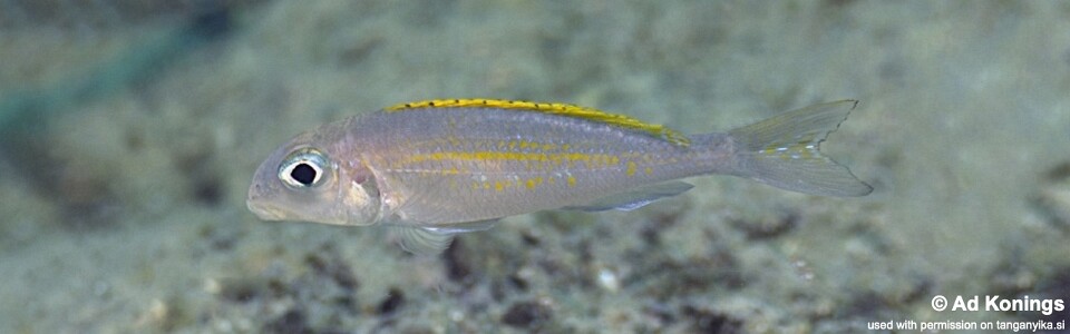 Xenotilapia flavipinnis 'Bilila (Kavala) Island'