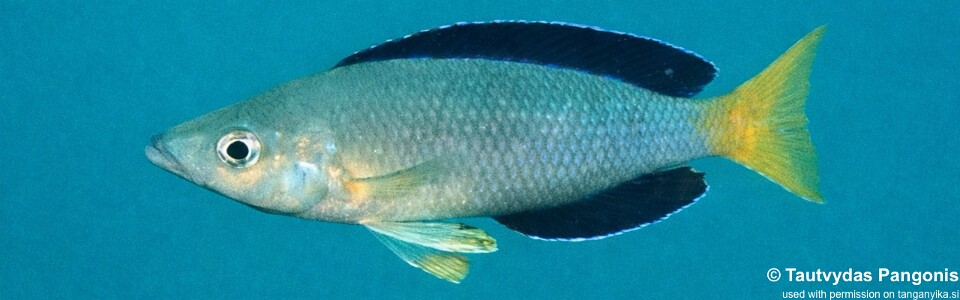 Cyprichromis sp. 'leptosoma jumbo' Bondola Bay