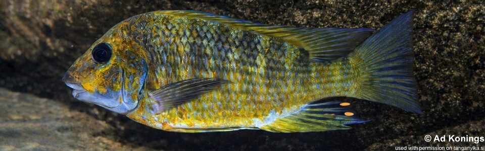 Petrochromis sp. 'kasumbe' Cape Bangwe