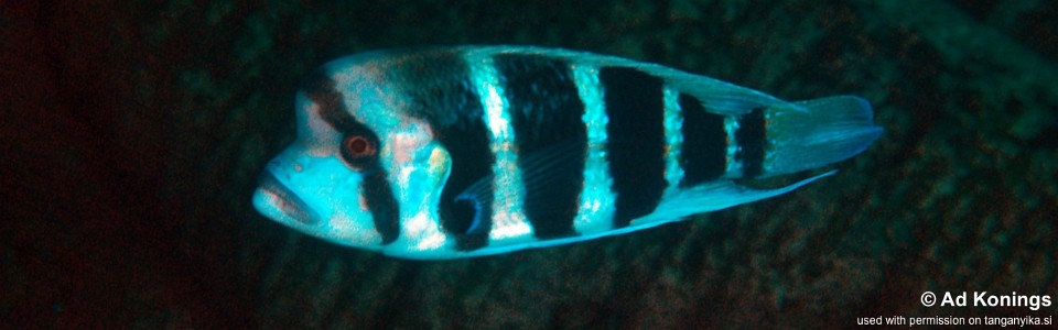 Cyphotilapia frontosa 'Cape Caramba'<br><font color=gray>6-bar frontosa</font>