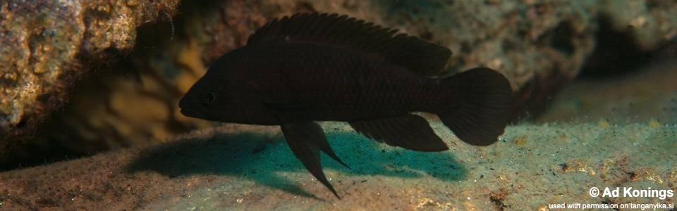 Neolamprologus leleupi 'Cape Caramba'