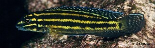 Julidochromis cf. regani 'Cape Caramba'.jpg