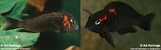 Tropheus sp. &#39;black&#39; Caramba Cherry Head; Cherry Cheek