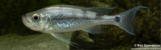 Haplotaxodon microlepis &#39;Cape Kabogo&#39;