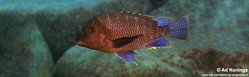 Petrochromis famula 'Cape Kapembwa'