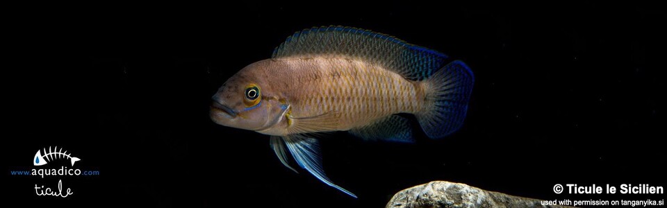 Telmatochromis cf. temporalis 'Cape Munene'