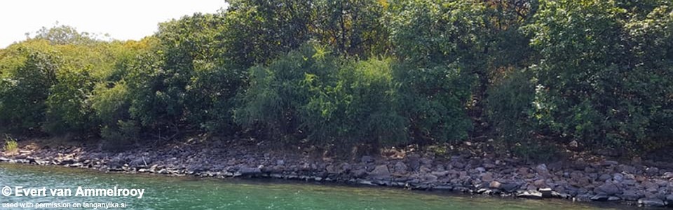 Cape Nangu, Lake Tanganyika, Zambia