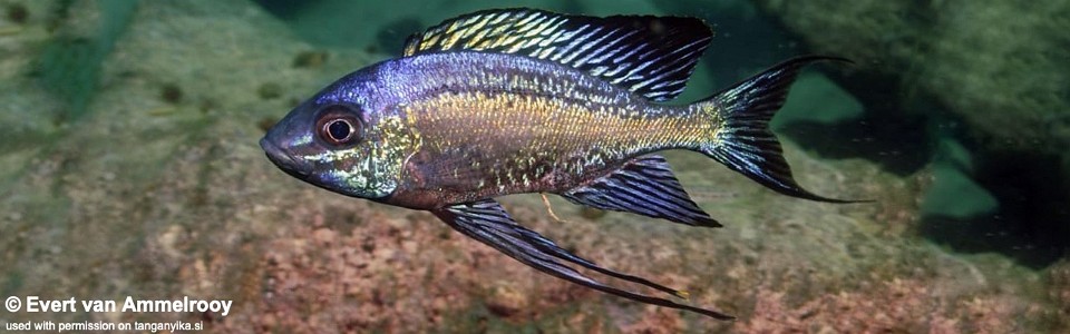 Cyathopharynx sp. 'neon streak' Cape Nangu<br><font color=gray>Cyathopharynx foae 'Cape Nangu'</font>