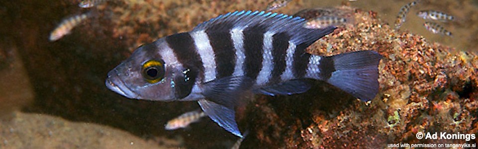 Neolamprologus sexfasciatus 'Cape Nangu'