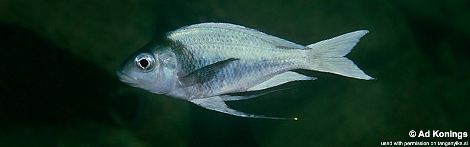 Ophthalmotilapia ventralis 'Cape Nangu'