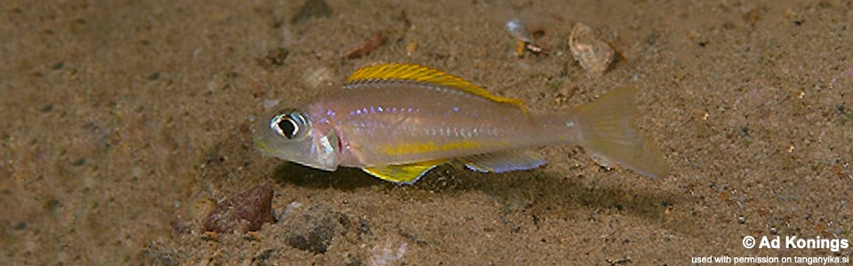 Xenotilapia flavipinnis 'Cape Nangu'