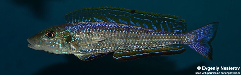 Enantiopus melanogenys 'Chisanse'
