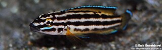 Julidochromis cf. regani &#39;Chisanse&#39;