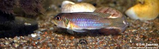 Lamprologus ocellatus &#39;Chisanse&#39;