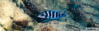 Neolamprologus sexfasciatus &#39;Chisanse&#39;