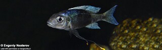 Ophthalmotilapia ventralis &#39;Chisanse&#39;