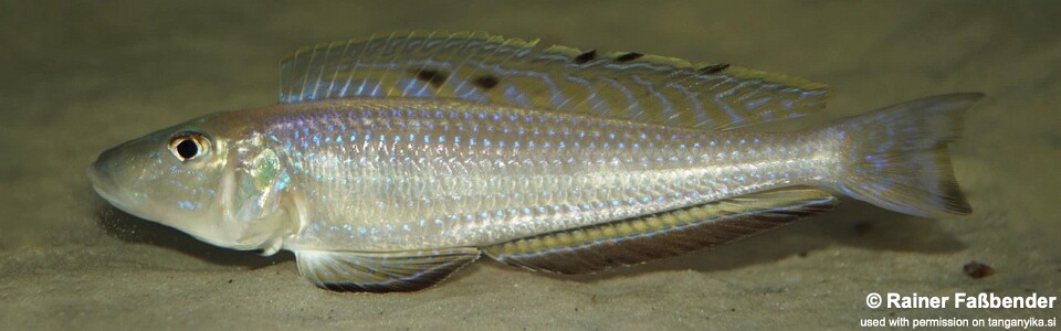 Enantiopus melanogenys 'Chituta Bay'