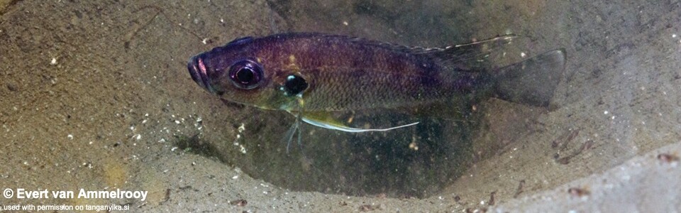 Greenwoodochromis bellcrossi 'Chituta Bay'
