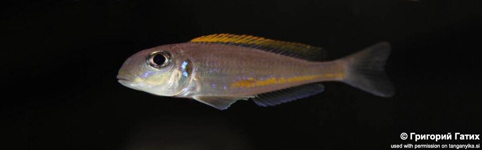 Xenotilapia flavipinnis 'Chituta Bay' 