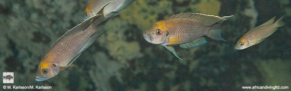 Neolamprologus calliurus 'Frontosa Reef'<br><font color=gray>Neolamprologus sp. 'Calliurus giant' Frontosa Reef </font> 