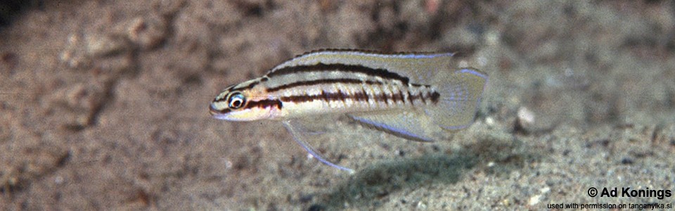 Telmatochromis bifrenatus 'Halembe'