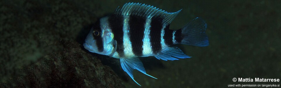 Cyphotilapia frontosa 'Ifala' - 6-bar frontosa