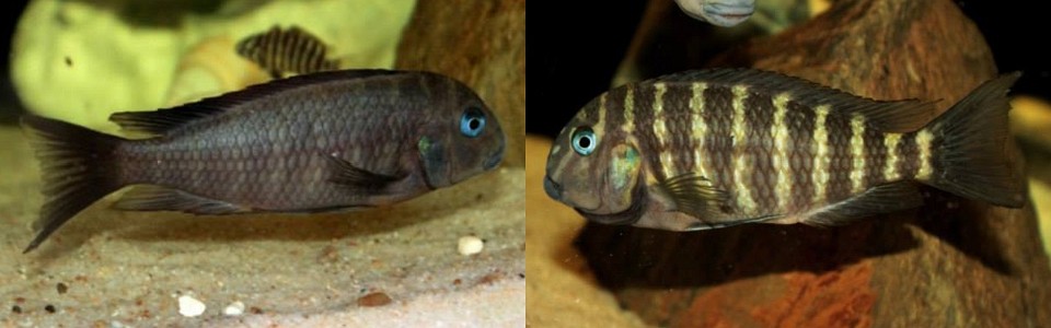 Tropheus polli 'Ikola' <br><font color=gray>Tropheus annectens 'Ikola'</font> 