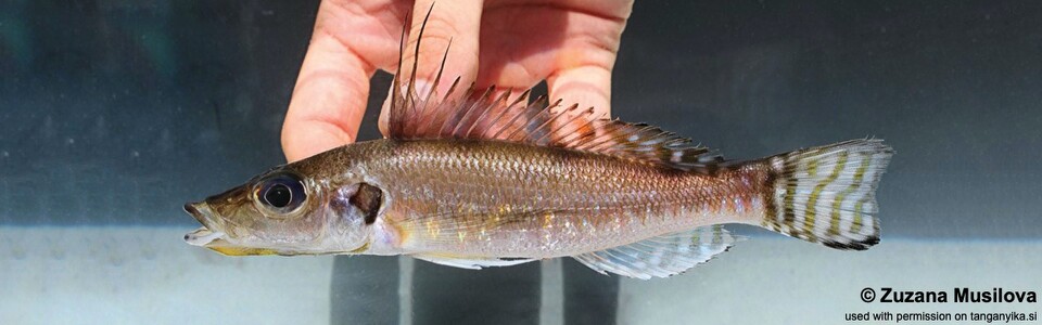 Baileychromis centropomoides 'Isanga Bay'