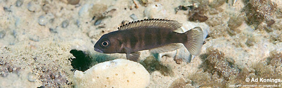 Lepidiolamprologus sp. 'meeli-boulengeri' Isanga Bay<br><font color=gray>Lepidiolamprologus sp. 'meeli southeast' Isanga Bay</font>