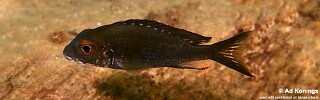 Callochromis macrops &#39;Isanga Bay&#39;